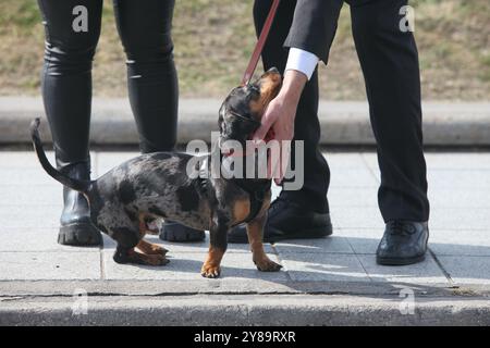 ritratto di un cane carino accanto alle gambe dei suoi proprietari sul marciapiede Foto Stock