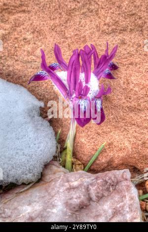 Iris reticolato che emerge da una neve di fine inverno a febbraio. Foto Stock