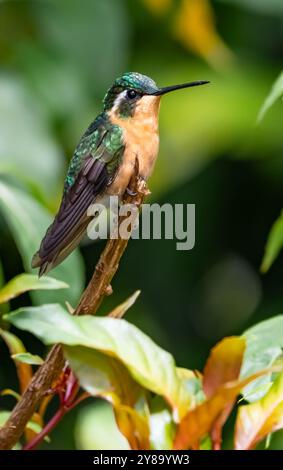 Colibrì femmina di gemma di montagna dalla gola bianca (Lampornis castaneoventris) della Costa Rica Foto Stock