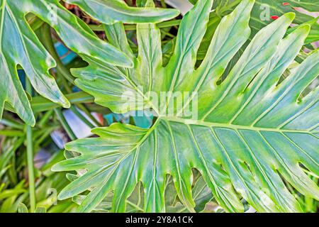 sfondo di grandi foglie verdi. cosmetici e giovani Foto Stock