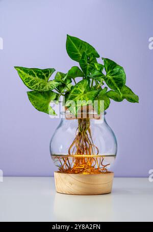 Pianta idroponica di Syngonium che cresce in vaso di vetro con acqua che mostra le sue radici sul tavolo su sfondo viola Foto Stock