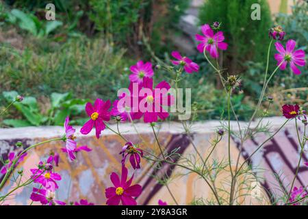 Fiori rosa scuro con centri gialli su steli sottili. Caudato COSMOS. Foto Stock