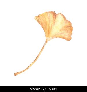 Foglia di ginkgo Biloba acquerello. Giallo autunnale, arancio caduto dalla felce di maidenhair, fogliame di alberi. Illustrazione disegnata a mano. Elementi botanici per logo Foto Stock