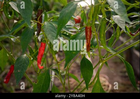 Peperoncino con peperoncino in diverse fasi di crescita, dal verde al rosso chiaro al rosso scuro. Foto Stock