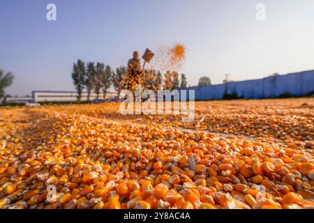 Pechino, la provincia cinese di Hebei. 4 ottobre 2024. Un agricoltore essicca il mais nel villaggio Dongxinzhuang della città di Zunhua, nella provincia di Hebei, nella Cina settentrionale, 4 ottobre 2024. Crediti: Liu Mancang/Xinhua/Alamy Live News Foto Stock