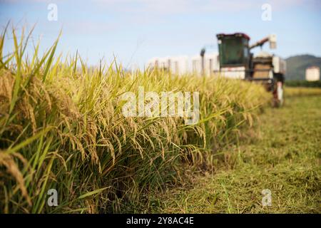 Pechino, la provincia cinese dello Zhejiang. 4 ottobre 2024. Una mietitrice lavora nelle risaie nel villaggio di Shangqiang del distretto di Wuxing nella città di Huzhou, nella provincia di Zhejiang nella Cina orientale, 4 ottobre 2024. Crediti: He Weiwei/Xinhua/Alamy Live News Foto Stock