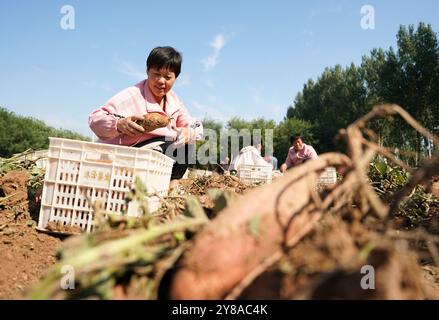 Pechino, la provincia cinese di Hebei. 4 ottobre 2024. Gli agricoltori raccolgono patate dolci nel villaggio Houduanzhai della contea di Qiuxian, nella provincia di Hebei, nella Cina settentrionale, 4 ottobre 2024. Crediti: Wang Xiao/Xinhua/Alamy Live News Foto Stock