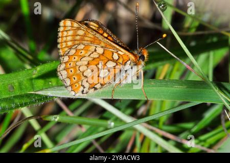 Marsh Fritillary,Butterfly,'Euphydryas aurinia', scarse,Giugno, prateria tussocky,Wiltshire, Inghilterra, Regno Unito Foto Stock