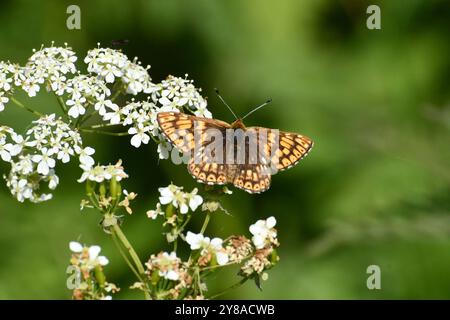 Duca di farfalla di Borgogna, 'Hamearis lucina' gesso o pietra calcarea con macchia, maggio/giugno, Inghilterra meridionale.Wiltshire.UK Foto Stock