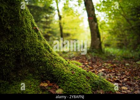 Radici di mossy Tree in una foresta. Primo piano, angolo basso, profondità di campo ridotta, assenza di persone. Foto Stock