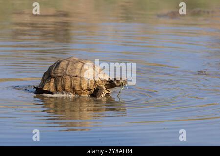 Tartaruga leopardata (Stigmochelys pardalis) in acqua, Kgalagadi Transborder Park, Northern Cape, Sudafrica Foto Stock