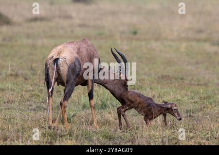 Topi (Damaliscus lunatus) con vitello neonato, Masai Mara, Kenya Foto Stock