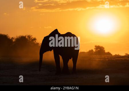 Elefante (Loxodonta africana) al tramonto, parco nazionale del Chobe, Botswana Foto Stock