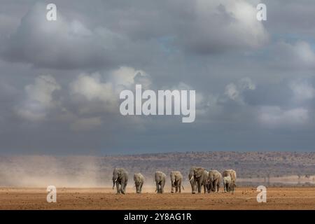 Elefanti (Loxodonta africana), parco nazionale di Amboseli, Kenya Foto Stock