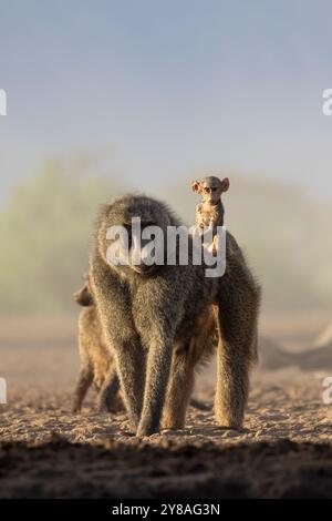 Babbuini d'oliva (Papio anubis), Shompole, Kenya Foto Stock