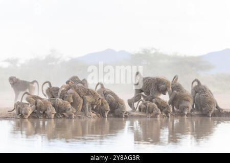 Babbuini d'oliva (Papio anubis) che bevono, Shompole, Kenya Foto Stock