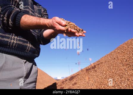 Vista ad angolo basso di un uomo che tiene in mano trucioli di legno, California, Stati Uniti Foto Stock