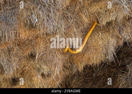 Cape Cobra (Naja nivea) caccia nel nido di tessitore socievole (Philetairus socius), parco transfrontaliero Kgalagadi, Capo settentrionale, Sud Africa Foto Stock