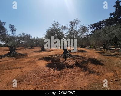 Akrotiri Chania, Grecia. 3 settembre 2024. Gli ulivi possono essere visti in un campo sulla penisola di Akrotiri. Credito: Alexandra Schuler/dpa/Alamy Live News Foto Stock