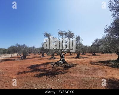 Akrotiri Chania, Grecia. 3 settembre 2024. Gli ulivi possono essere visti in un campo sulla penisola di Akrotiri. Credito: Alexandra Schuler/dpa/Alamy Live News Foto Stock