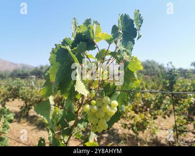 Akrotiri Chania, Grecia. 3 settembre 2024. Uva appesa a una pianta di vite in un campo della penisola di Akrotiri. Credito: Alexandra Schuler/dpa/Alamy Live News Foto Stock