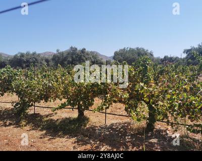 Akrotiri Chania, Grecia. 3 settembre 2024. Le piante di vite possono essere viste in un campo sulla penisola di Akrotiri. Credito: Alexandra Schuler/dpa/Alamy Live News Foto Stock