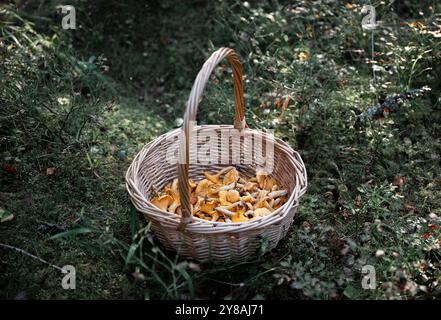 primo piano di un cesto con funghi canelle nella foresta Foto Stock