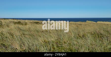 das Rote Kliff in Kampen auf Sylt bei Traumwetter 03.10.24: DAS Rote Kliff gehört zu den imposantesten Wahrzeichen der Insel Sylt und Norddeutschland. Blick vom Roten Kliff zum Strand und zur Nordsee. Bohlenwege. Strandkörbe. Meer und Sandstrand Kampen / Sylt Rotes Kliff Schleswig Holstein Deutschland *** la scogliera rossa a Kampen su Sylt con un clima fantastico 03 10 24 la scogliera rossa è uno dei punti di riferimento più impressionanti dell'isola di Sylt e della Germania settentrionale Vista dalla scogliera rossa alla spiaggia e alle passeggiate sul Mare del Nord sedie a sdraio Mare e spiaggia sabbiosa Kampen Sylt Red Cliff Schleswig Hol Foto Stock