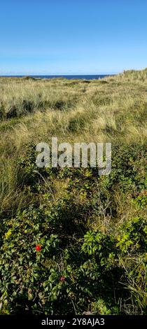 das Rote Kliff in Kampen auf Sylt bei Traumwetter 03.10.24: DAS Rote Kliff gehört zu den imposantesten Wahrzeichen der Insel Sylt und Norddeutschland. Blick vom Roten Kliff zum Strand und zur Nordsee. Bohlenwege. Strandkörbe. Meer und Sandstrand Kampen / Sylt Rotes Kliff Schleswig Holstein Deutschland *** la scogliera rossa a Kampen su Sylt con un clima fantastico 03 10 24 la scogliera rossa è uno dei punti di riferimento più impressionanti dell'isola di Sylt e della Germania settentrionale Vista dalla scogliera rossa alla spiaggia e alle passeggiate sul Mare del Nord sedie a sdraio Mare e spiaggia sabbiosa Kampen Sylt Red Cliff Schleswig Hol Foto Stock