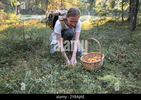 donna che raccoglie i funghi dei galletti nella foresta Foto Stock