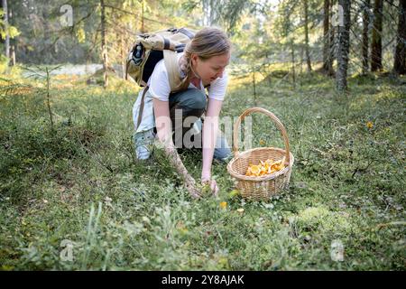 donna che raccoglie i funghi dei galletti nella foresta Foto Stock