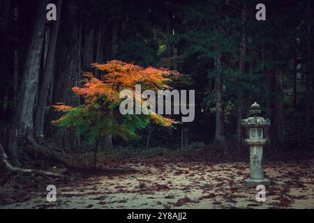 colori rosso e verde nella foresta profonda Foto Stock