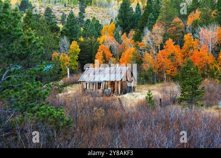 Cabina rustica circondata da vibranti colori autunnali e densamente pini Foto Stock