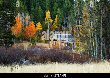 Cabina rustica in una foresta autunnale circondata da pini e pioppi. Foto Stock