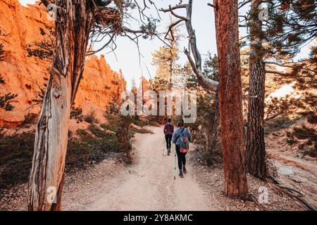 Escursionisti che camminano su un sentiero boschivo circondato da alberi e Foto Stock