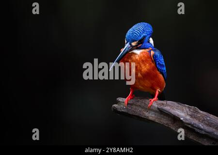 kingfisher dalle orecchie blu che guarda la preda su Branch Foto Stock