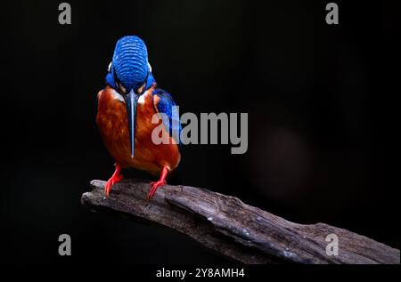 kingfisher dalle orecchie blu che guarda la preda su Branch Foto Stock