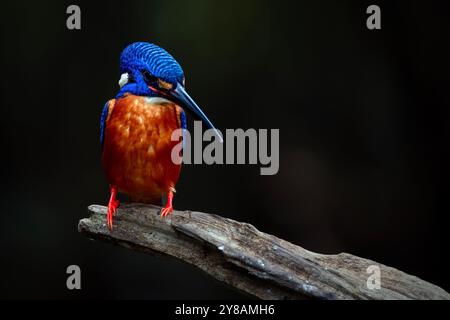 kingfisher dalle orecchie blu che guarda la preda su Branch Foto Stock