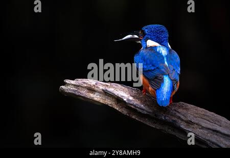 kingfisher dalle orecchie blu che guarda la preda su Branch Foto Stock