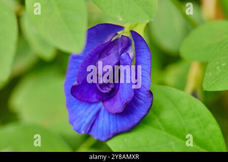 Primo piano del fiore di pisello viola in fiore in giardino Foto Stock