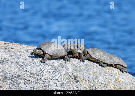 Tartaruga Maurish, tartaruga mediterranea (Mauremys leprosa), gruppo che prende il sole su una pietra nell'acqua, Spagna, Estremadura, Alcantara Foto Stock