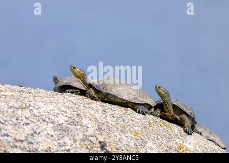 Tartaruga Maurish, tartaruga mediterranea (Mauremys leprosa), gruppo che prende il sole su una pietra nell'acqua, Spagna, Estremadura, Alcantara Foto Stock