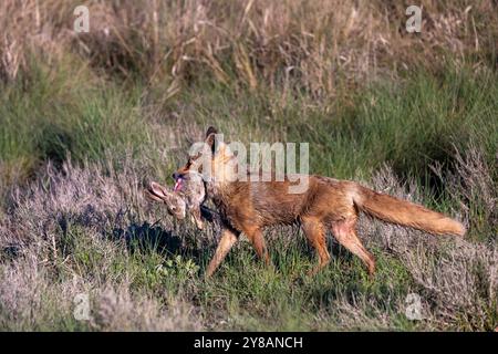 Volpe rossa (Vulpes vulpes), corre nella palude con un coniglio catturato in bocca, Spagna, Castilla-la Mancha Foto Stock