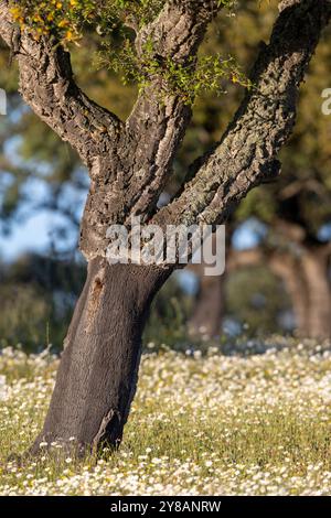 Quercia di sughero (Quercus suber), si trova in un prato fiorito, tronco sbucciato, Spagna, Estremadura, Salorino Foto Stock