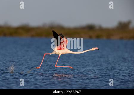 Grande fenicottero (Phoenicopterus roseus, Phoenicopterus ruber roseus), a partire dall'acqua, Francia, Provenza, Camargue Foto Stock