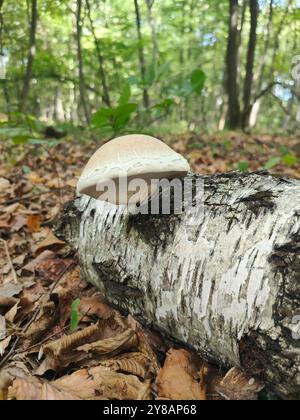Fungo bianco non commestibile che cresce sul tronco. Funghi che crescono dal lato di un albero caduto. Foto Stock
