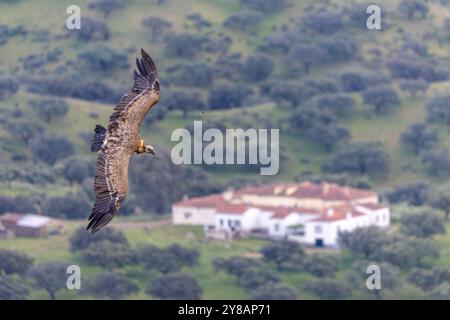 L'avvoltoio grifone (Gyps fulvus), in un piumaggio giovanile, vola sopra finca in un leccio dehesa, vista aerea, Spagna, Estremadura, Parco Nazionale di Monfrague Foto Stock