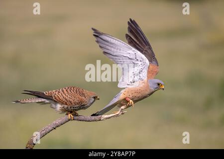 Gheppio minore (Falco naumanni), coppia seduta su ramo morto, uomo che vola via, Spagna, Castilla-la Mancha Foto Stock