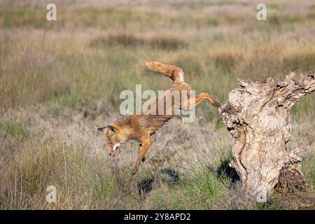 Volpe rossa (Vulpes vulpes), salta con la preda dal ceppo di alberi nella palude, Spagna, Castilla-la Mancha Foto Stock