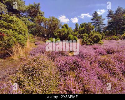 L'intensa fioritura delle erica nelle terme estive di Westruper Heide, Germania, Renania settentrionale-Vestfalia, Haltern am SEE Foto Stock